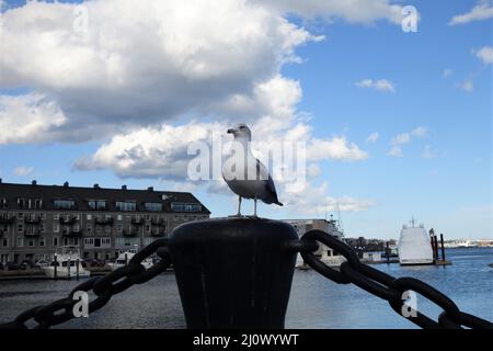möwe sitzt auf einem Zaun in einem Hafen Stockfoto