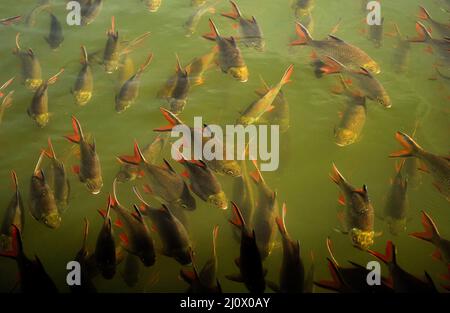 Kanchanaburi, Thailand. 21.. Februar 2022. Blick auf Süßwasserfische unter der Brücke am Fluss Kwai, etwa 140 km westlich der Hauptstadt Bangkok. Gebaut von den Japanern, um eine Route zwischen Thailand und Myanmar zu schaffen, die als Todesbahn bekannt ist. Über 60.000 alliierte Gefangene bauten die Brücke während der japanischen Besetzung Thailands, 13,000 Gefangene kamen während des Baus ums Leben. Die im Oktober 1943 fertiggestellte Eisenbahnlinie verbindet die südliche Hauptlinie Thailands von Bangkok aus. (Foto von Paul Lakatos/SOPA Images/Sipa USA) Quelle: SIPA USA/Alamy Live News Stockfoto