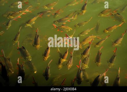 Kanchanaburi, Thailand. 21.. Februar 2022. Blick auf Süßwasserfische unter der Brücke am Fluss Kwai, etwa 140 km westlich der Hauptstadt Bangkok. Gebaut von den Japanern, um eine Route zwischen Thailand und Myanmar zu schaffen, die als Todesbahn bekannt ist. Über 60.000 alliierte Gefangene bauten die Brücke während der japanischen Besetzung Thailands, 13,000 Gefangene kamen während des Baus ums Leben. Die im Oktober 1943 fertiggestellte Eisenbahnlinie verbindet die südliche Hauptlinie Thailands von Bangkok aus. (Foto von Paul Lakatos/SOPA Images/Sipa USA) Quelle: SIPA USA/Alamy Live News Stockfoto