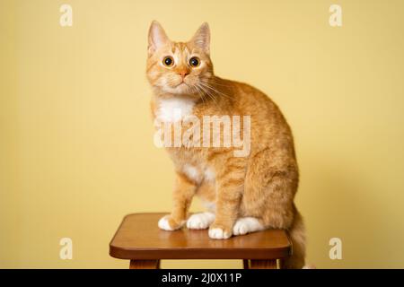 Niedliche Ginger tabby Katze auf gelbem Hintergrund. Roter flauschiger Freund. Inländisches niedliches Haustier. Tier- und Haustierkonzept. Eine Erwachsene rote Katze sitzt Stockfoto