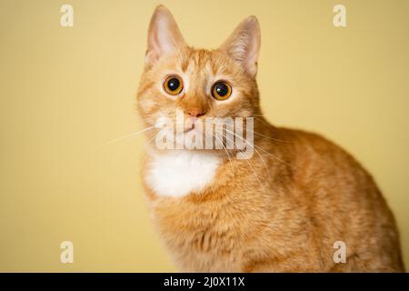 Niedliche Ginger tabby Katze auf gelbem Hintergrund. Roter flauschiger Freund. Inländisches niedliches Haustier. Tier- und Haustierkonzept. Eine Erwachsene rote Katze sitzt Stockfoto