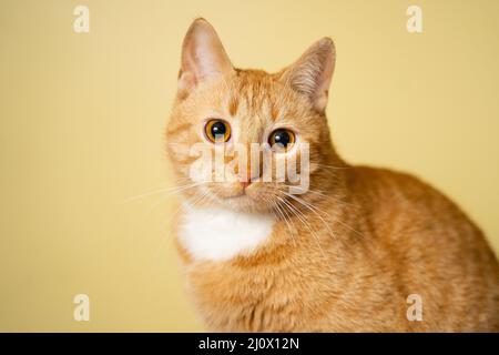 Niedliche Ginger tabby Katze auf gelbem Hintergrund. Roter flauschiger Freund. Inländisches niedliches Haustier. Tier- und Haustierkonzept. Eine Erwachsene rote Katze sitzt Stockfoto