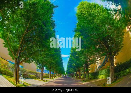 Ginkgo von Bäumen gesäumte Straßen von frischem Grün (Akishima) Stockfoto