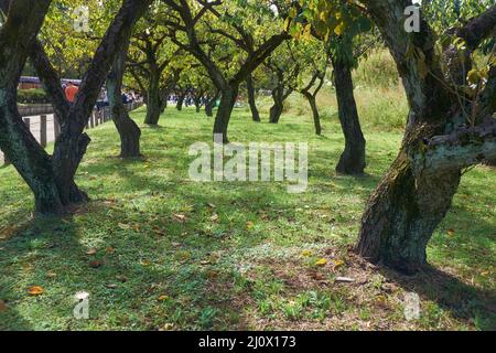 Die alten Pflaumenstämme im Garten der Burg von Nagoya. Nagoya. Japan Stockfoto