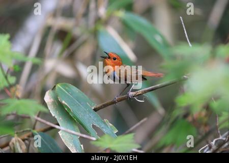 Japanischer Rotkehlchen (Luscinia akahige) in Japan Stockfoto