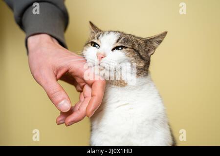 Nahaufnahme einer Mann Hand streicheln und streicheln Katze von drei Farben aus einem Tierheim auf einem gelben Hintergrund genommen. Männliche Hand streicheln Stockfoto