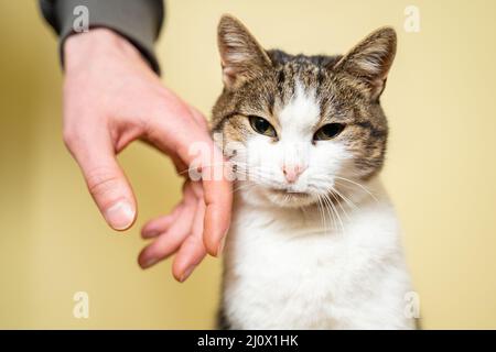 Tierheim Konzept. Pflege von Haustieren. Freiwillige streicheln und streicheln eine streunende Katze in einem Tierheim auf einem gelben Rücken Stockfoto