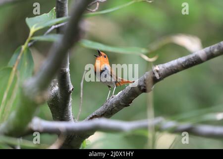 Japanischer Rotkehlchen (Luscinia akahige) in Japan Stockfoto