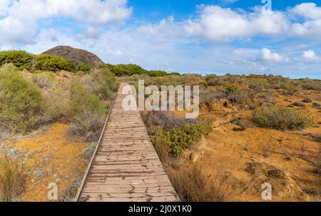 Eine lange Holzpromenade führt durch ein fragiles Küstenökosystem mit Sanddünen Stockfoto