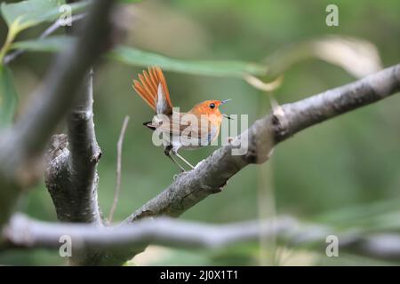 Japanischer Rotkehlchen (Luscinia akahige) in Japan Stockfoto