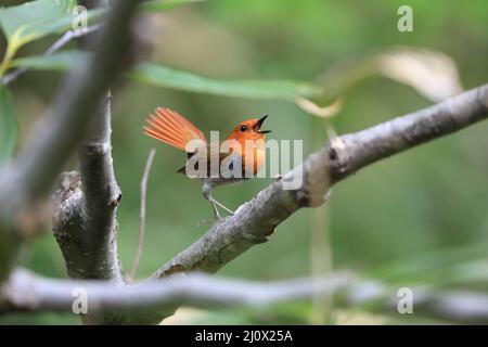Japanischer Rotkehlchen (Luscinia akahige) in Japan Stockfoto