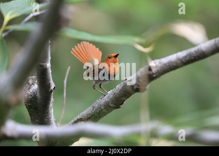 Japanischer Rotkehlchen (Luscinia akahige) in Japan Stockfoto