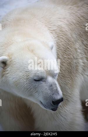 Nahaufnahme des Eisbären-Porträts. Das Bild enthält den Kopierbereich Stockfoto