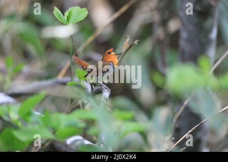 Japanischer Rotkehlchen (Luscinia akahige) in Japan Stockfoto