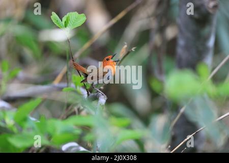 Japanischer Rotkehlchen (Luscinia akahige) in Japan Stockfoto