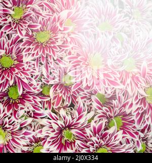 Chrysanthemum morifolium. Gute ˆ Art. Stockfoto