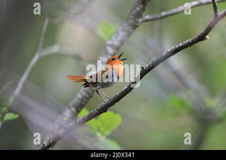 Japanischer Rotkehlchen (Luscinia akahige) in Japan Stockfoto