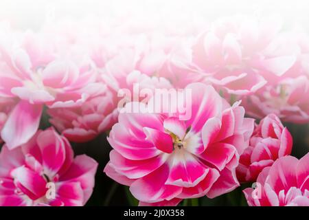 Rosa schöne Blumen. Natürlicher Hintergrund Frühling blühende Pflanzen. Stockfoto