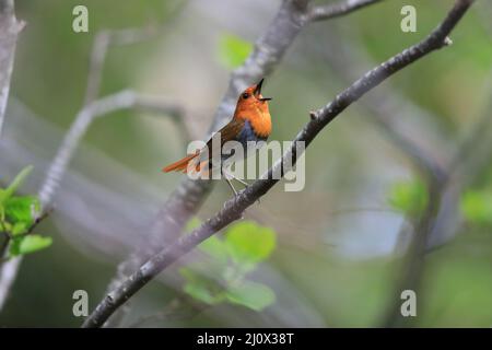 Japanischer Rotkehlchen (Luscinia akahige) in Japan Stockfoto