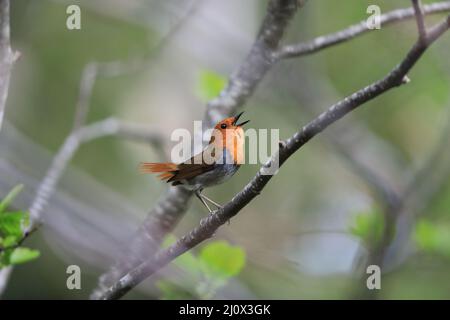 Japanischer Rotkehlchen (Luscinia akahige) in Japan Stockfoto