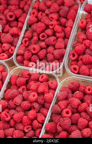 Rot, Reif, frische Himbeeren in Kunststoffbehältern. Stockfoto