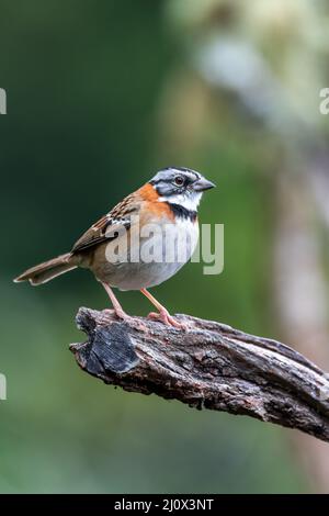 Rotbarschsperling oder Andensperling, San Gerardo de Dota, Tierwelt und Vogelbeobachtung in Costa Rica. Stockfoto