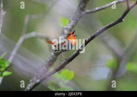 Japanischer Rotkehlchen (Luscinia akahige) in Japan Stockfoto