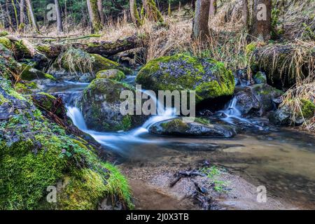 Kleiner Waldbach in einem Wald Stockfoto