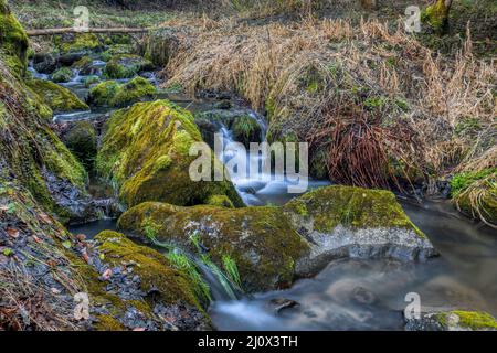 Kleiner Waldbach in einem Wald Stockfoto