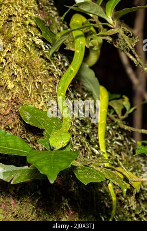 Bothrechis lateralis, Grüne grüne Schlange, Santa Elena, Costa Rica Tierwelt Stockfoto