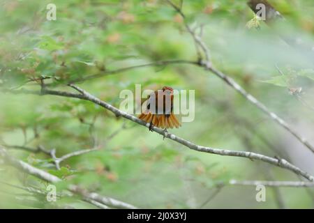 Japanischer Rotkehlchen (Luscinia akahige) in Japan Stockfoto