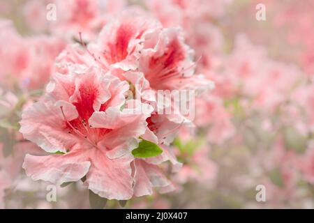 Blühende rosa Rhododendron (Azalee), - aus der Nähe, selektiver Fokus, kopieren. Stockfoto