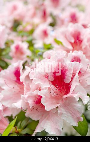 Blühende rosa Rhododendron (Azalee), - aus der Nähe, selektiver Fokus, kopieren. Stockfoto