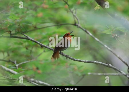 Japanischer Rotkehlchen (Luscinia akahige) in Japan Stockfoto