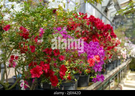 Blühende rote Rhododendron (Azalee), - aus der Nähe, selektiver Fokus, kopieren. Stockfoto