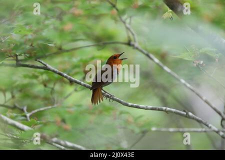 Japanischer Rotkehlchen (Luscinia akahige) in Japan Stockfoto