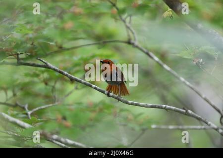 Japanischer Rotkehlchen (Luscinia akahige) in Japan Stockfoto