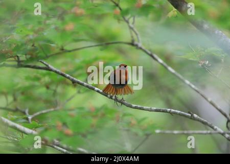 Japanischer Rotkehlchen (Luscinia akahige) in Japan Stockfoto