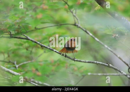 Japanischer Rotkehlchen (Luscinia akahige) in Japan Stockfoto
