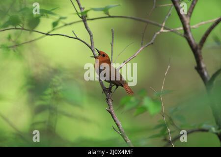 Japanischer Rotkehlchen (Luscinia akahige) in Japan Stockfoto