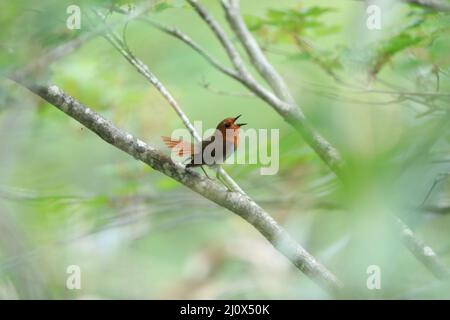 Japanischer Rotkehlchen (Luscinia akahige) in Japan Stockfoto