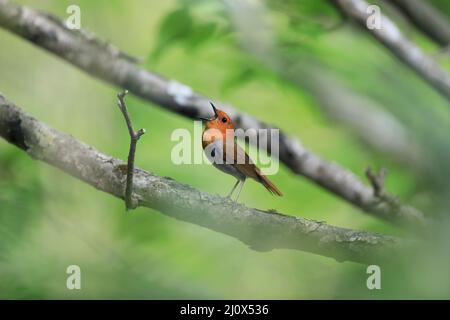 Japanischer Rotkehlchen (Luscinia akahige) in Japan Stockfoto