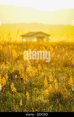 Japanische Pampas Gras Felder und die Sonne und das Haus Stockfoto