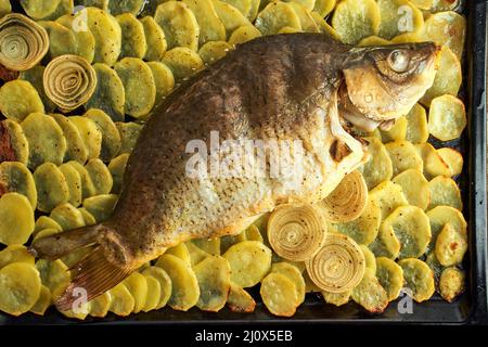 Gebackene Karpfen, ganze Fische aus dem Ofen mit Kartoffelscheiben auf einem großen Tablett traditionelle polnische Gerichte Stockfoto