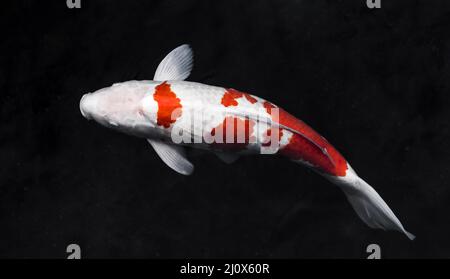 Draufsicht farbenfrohe Koi-Fische. Hochwertiges, schönes Fotokonzept Stockfoto