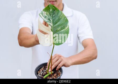 Monstera Borsigiana Albo hat sich im Topf vervielfältigt Stockfoto