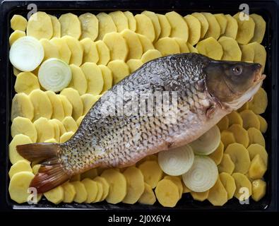 Roher Karpfen, ganze Fische mit Kartoffelscheiben auf Tablett auf blauem Grund. Traditionelles europäisches Gericht Stockfoto