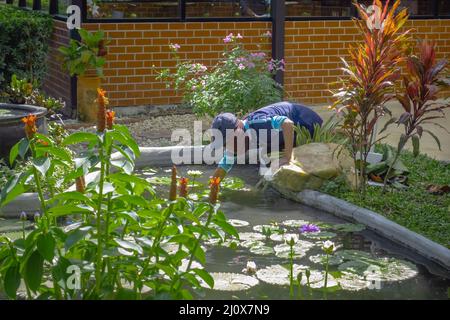 Asian Mann tragen Kappe Reinigung Gartenteich von grünen Algen. Männlicher Hausmeister, der den Gartenteich vor der Regenzeit überprüft und intakt hält. Gärtner Arbeit Stockfoto