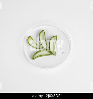 Nahaufnahme Aloe Vera Beauty Concept 2. Hochwertiges, schönes Fotokonzept Stockfoto