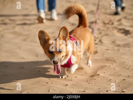 Zugeschnittenes Bild von Menschen, die mit Hund am Strand spazieren. Füße von Frau und Mann Stockfoto